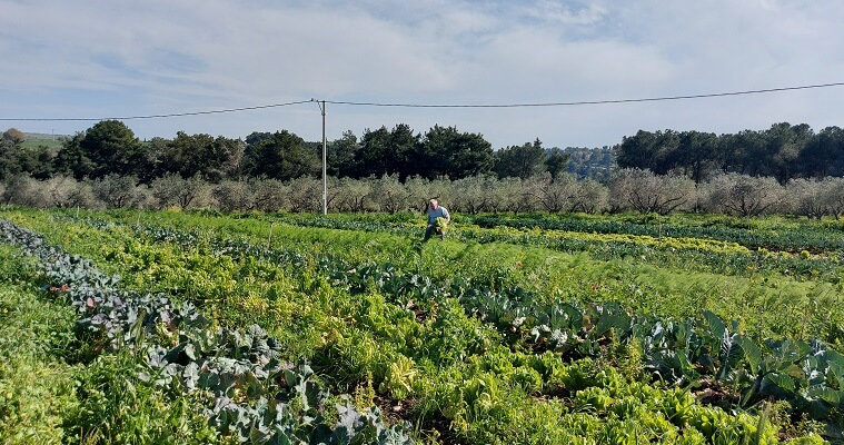 שדות אורגניים בגן הבית הרדוף
