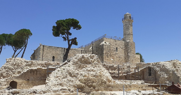 עץ אורן בנבי סמואל