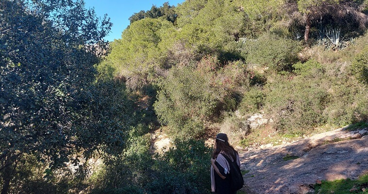 ביערות הכרמל בחיפה