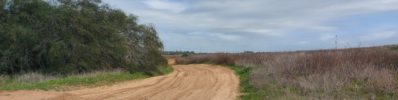 דרך הדקל באזור החוף