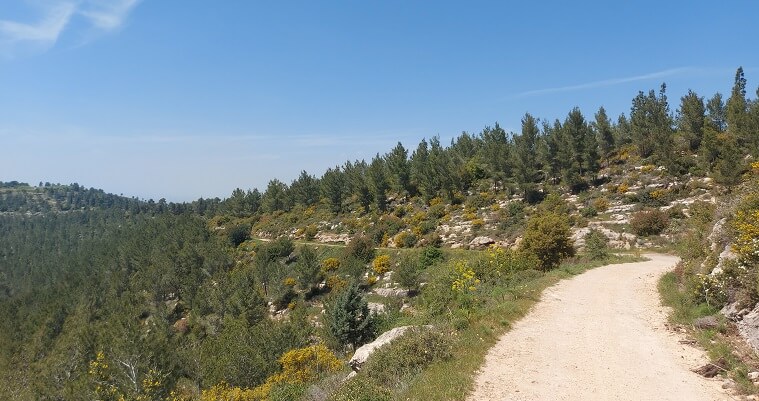 הדרך ליד נווה אילן
