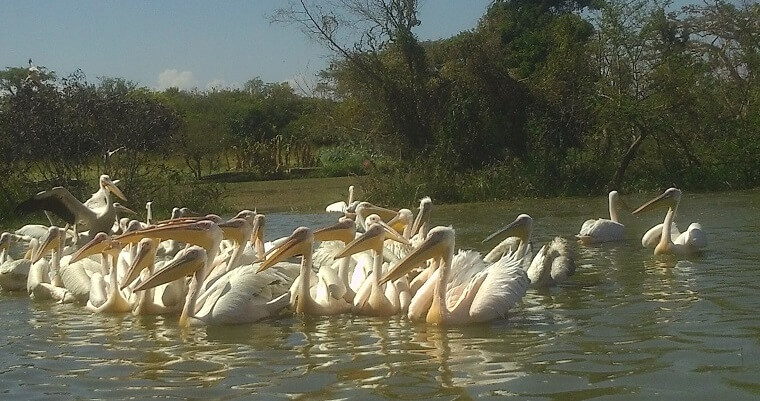 ציפורים באגם זיוואי אתיופיה